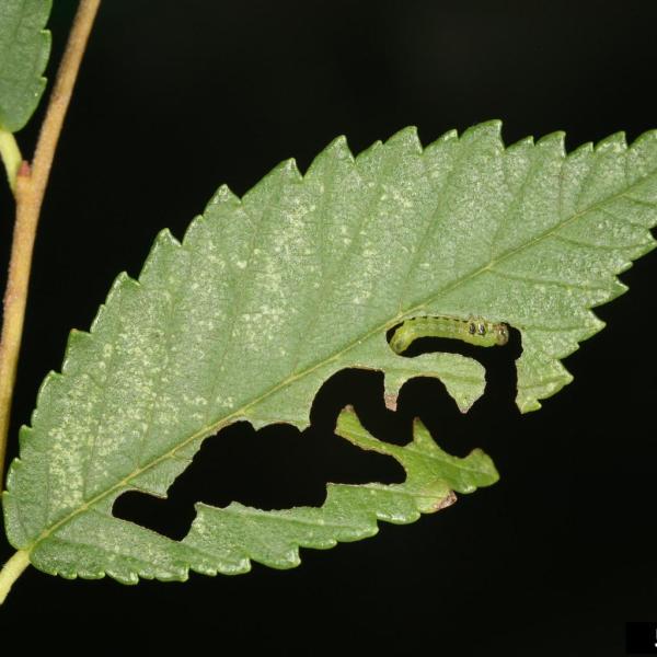 Invasive Insect Elm Zigzag Sawfly Confirmed in Vermont Vermont Invasives
